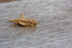 Acheta domesticus, - House Cricket, Woodside Nurseries, Austerfield.