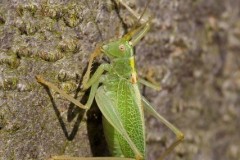 Meconema thalassinum - Oak Bush Cricket, Chamber’s Farm Wood, Lincs.