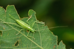 Meconema thalassinum - Oak Bush Cricket (nymph), Anston Stones Wood