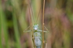 Meconema thalassinum - Oak Bush Cricket, Chamber’s Farm Wood, Lincs. [walking on stilts and whistling a tune]