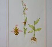 No. 4 Bee Orchid (Ophrys apifera)