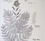 No. 9 Royal Fern (Osmunda regalis)