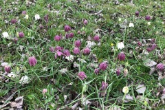 Snake's-head Fritillaries Fritillaria meliagris