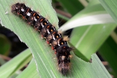 Unknown Caterpillar