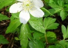 Wood Anemone (Anemone nemorosa), Melton Wood.