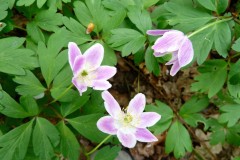 Wood anemone (Anemone nemerosa), Shaw Wood.