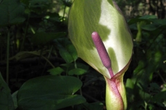 Lords and Ladies (Arum maculatum). Lindrick Common.