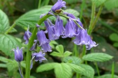 Bluebell (Hyacinthoides non-scripta), Shaw Wood, Armthorpe.