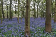 Bluebell (Hyacinthoides non-scripta), Shaw Wood, Armthorpe.