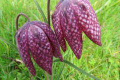 Fritillary (Fritillaria meleagris),  Pip’s Meadow, Owston.