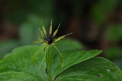 Herb Paris (Paris quadrifolia), Gamston Wood, Notts.