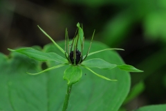 Herb Paris (Paris quadrifolia), Gamston Wood, Notts.