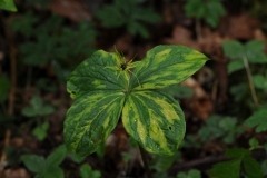 Herb Paris (Paris quadrifolia), Gamston Wood, Notts.