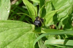 Herb Paris (Paris quadrifolia), Oxclose Wood.