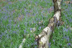 Bluebell (Hyacinthoides non-scripta), Melton Wood.