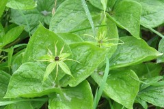 Herb-Paris (Paris quadrifolia), Ox Close Wood East Kewick Wildlife Trust.