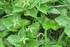 Herb-Paris (Paris quadrifolia), Ox Close Wood East Kewick Wildlife Trust.