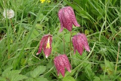 Snake’s Head Fritillary (Fritillaria meleagris), Sandbeck Park. Photo.