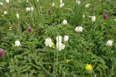 Snake’s Head Fritillary (Fritillaria meleagris), Sandbeck Park.