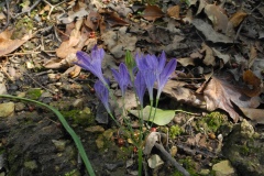 Triplet Lilies (Triteleia Laxa), Lindrick Common.