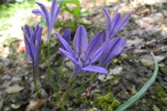 Triplet Lilies (Triteleia Laxa), Lindrick Common.