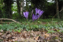 Triplet Lilies (Triteleia Laxa), Lindrick Common.