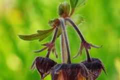 Water Avens (Geum rivale), Gamston Wood, Notts.