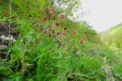 Water Avens (Geum rivale), Deepdale, Derbyshire.