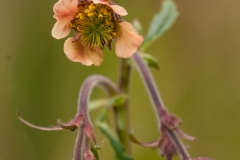 Water Avens (Geum rivale), Gamston Wood, Notts.