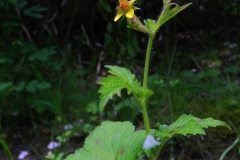 Wood Avens (Geum urbanum), Tinsley & Sheffield Canal.