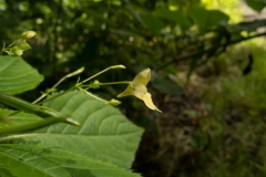 Small Balsam (Impatiens parviflora), NT Clumber Park, Notts.