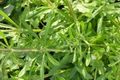 Cleavers (Galium aparine), Potteric Carr, Doncaster