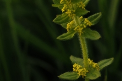 Crosswort (Cruciata laevipes), Anston Stones.