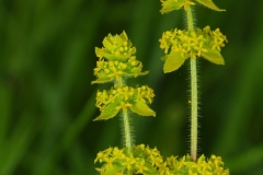 Crosswort (Cruciata laevipes), Maltby Common.