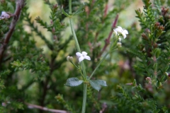 Heath Bedstraw (Galium saxatile), NT Clumber Park, Notts