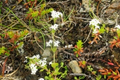 Heath Bedstraw (Galium saxatile), Isle of Skye Quarry, Wessenden Head Moor, Yorkshire