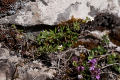 Heath Bedstraw (Galium saxatile), Tansley Dale, Derbyshire.