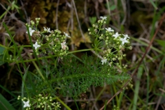 Hedge Bedstraw (Galium mollugo), NT Longshaw, Derbyshire.