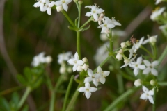 Hedge Bedstraw (Galium mollugo), NT Longshaw, Derbyshire.