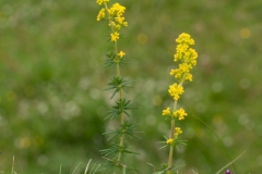 Lady's Bedstraw (Galium verum), Lathkildale, Derbyshire