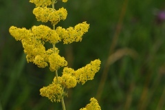 Lady's Bedstraw (Galium verum), Anston Stones, Yorkshire.