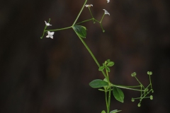 Marsh Bedstraw (Galium palustre), Digley Reservoir, Holmfirth, West Yorkshire