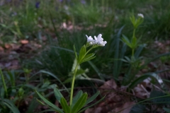 Woodruff (Galium odoratum), Whitwell Wood, Derbyshire.