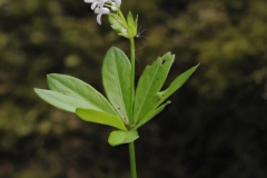 Woodruff (Galium odoratum), Eaton Wood, Notts Derbyshire.