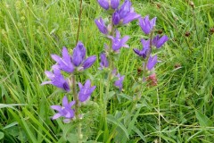 Clustered Bellflower (Campanula glomerata), Brockadale.