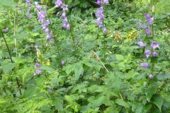 Giant Bellflower (Campanula latifolia),