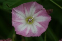 Field Bindweed (Convolvus arvensis), Hills and Holes nr Marr.