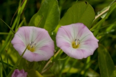 Field Bindweed (Convolvulus arvensis), Anston Stone, Yorkshire.