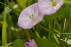 Field Bindweed (Convolvulus arvensis), Anston Stone, Yorkshire.