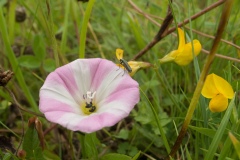 Field Bindweed (Convolvulus arvensis), Anston Stone, Yorkshire.